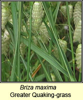 Briza maxima, Greater Quaking-grass