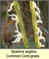 Spartina anglica, Common Cord-grass