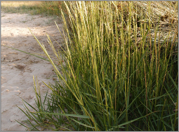 Grasses - Common Cord-grass, Spartina anglica