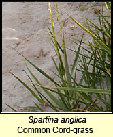 Spartina anglica, Common Cord-grass