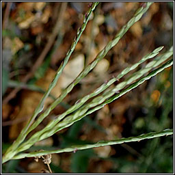 Finger-grass, Digitaria sp