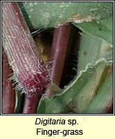 Digitaria sp, Finger-grass