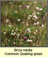 Briza media, Quaking-grass
