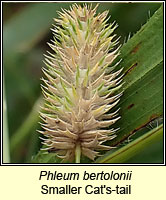 Phleum bertolonii, Smaller Cat's-tail