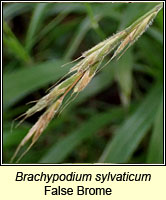 Brachypodium sylvaticum, False-brome