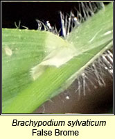 Brachypodium sylvaticum, False-brome