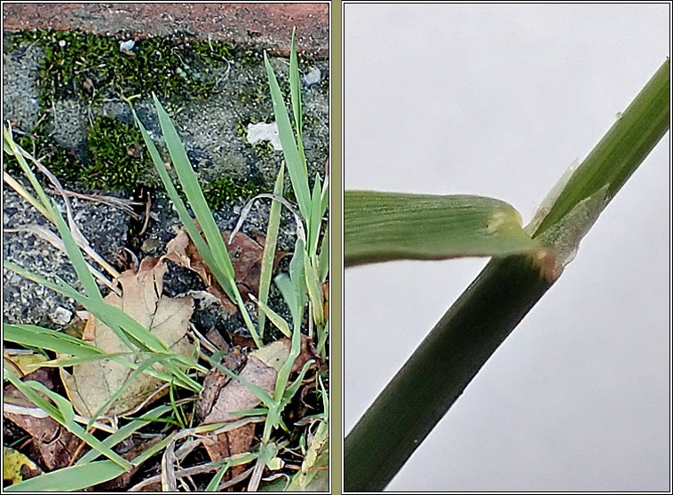 Water Bent, Polypogon viridis