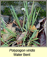 Polypogon viridis, Water Bent