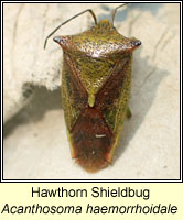 Acanthosoma haemorrhoidale, Hawthorn Shieldbug