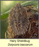 Dolycoris baccarum, Hairy Shieldbug