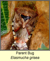 Elasmucha grisea, Parent Bug