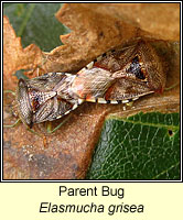 Elasmucha grisea, Parent Bug