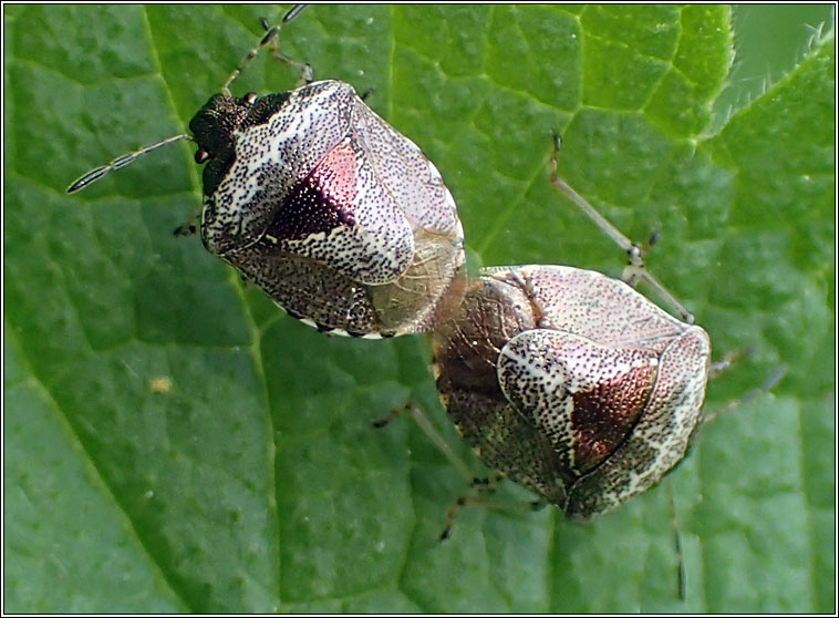 Woundwort Shieldbug, Eysarcoris venustissimus