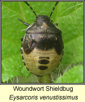 Eysarcoris venustissimus, Woundwort Shieldbug