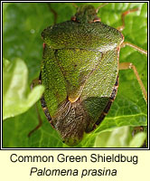 Palomena prasina, Common Green Shieldbug