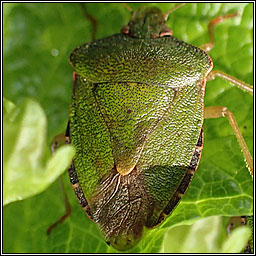 Common Green Shieldbug, Palomena prasina