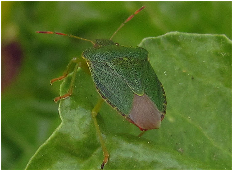 Common Green Shieldbug, Palomena prasina