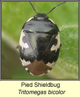 Tritomegas bicolor, Pied Shieldbug