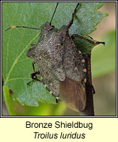 Troilus luridus, Bronze Shieldbug