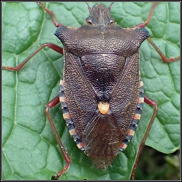 Red-legged Shieldbug / Forest Bug, Pentatoma rufipes