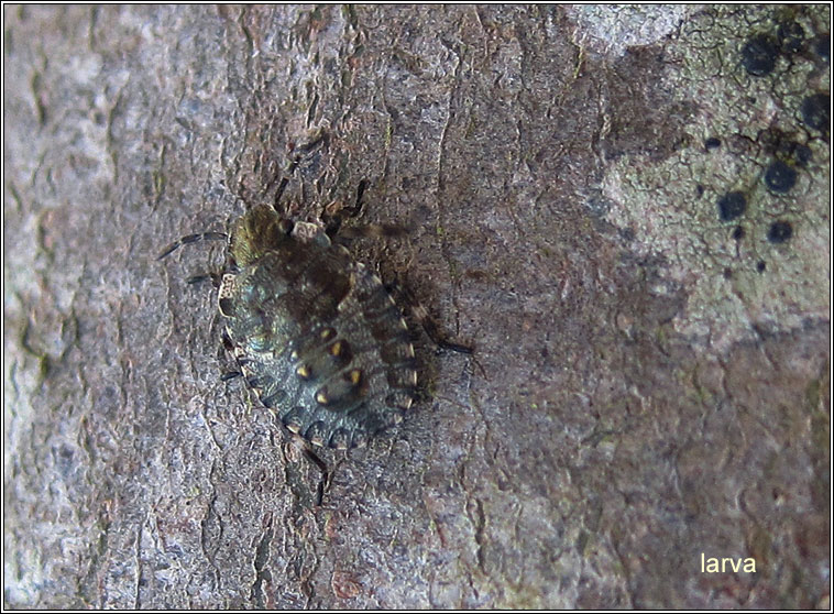 Red-legged Shieldbug / Forest Bug, Pentatoma rufipes