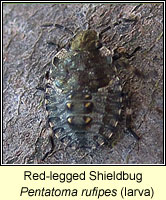 Pentatoma rufipes, Red-legged Shieldbug