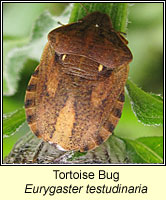 Eurygaster testudinaria, Tortoise Bug