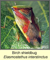 Elasmostethus interstinctus, Birch shieldbug