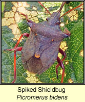 Picromerus bidens, Spiked Shieldbug