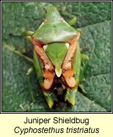 Cyphostethus tristriatus, Juniper Shieldbug