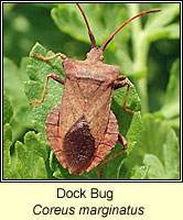 Coreus marginatus, Dock Bug