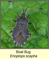 Enoplops scapha, Boat Bug