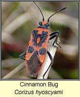 Corizus hyoscyami, Cinnamon Bug