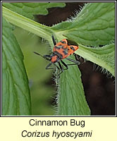 Corizus hyoscyami, Cinnamon Bug