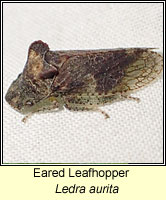 Ledra aurita, Eared Leafhopper