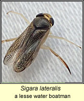 Sigara lateralis, a lesser water boatman