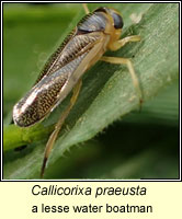 Callicorixa praeusta, a lesser water boatman