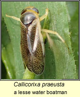Callicorixa praeusta, a lesser water boatman