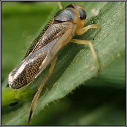 Callicorixa praeusta