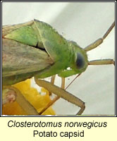 Closterotomus norwegicus, Potato capsid