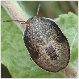 Gorse Shieldbug, Piezodorus lituratus