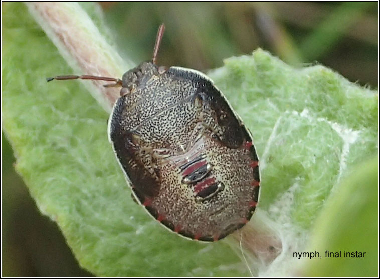Gorse Shieldbug, Piezodorus lituratus