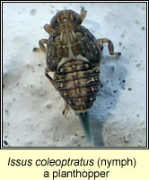 Issus coleoptratus, planthopper