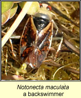 Notonecta maculata, a backswimmer