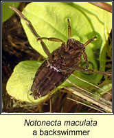 Notonecta maculata, a backswimmer