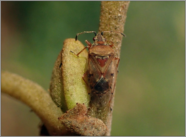 Kleidocerys resedae, Birch Catkin Bug