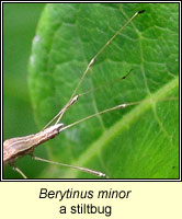 Berytinus minor, stiltbug