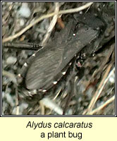 Alydus calcaratus, plant bug