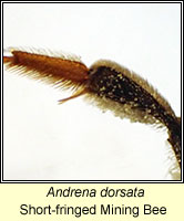 Andrena dorsata, Short-fringed Mining Bee