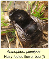 Anthophora plumipes, Hairy-footed flower bee